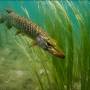 brochet_pike_hecht.jpg